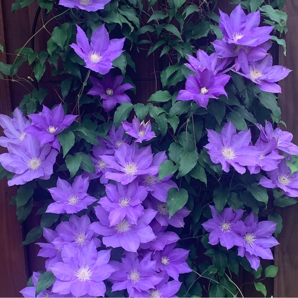 Meet your Posher, Ann - Picture 2 of 2